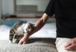 Kucing bilik kongsikan boleh berbau buatkan menyayangi peliharaan pencinta sepenuh